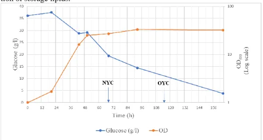 Figure 6: The graph shows the level of glucose (g/l) and OD (logarithmic scale) as functions of time (h) dur- dur-ing cultivation of the yeast culture