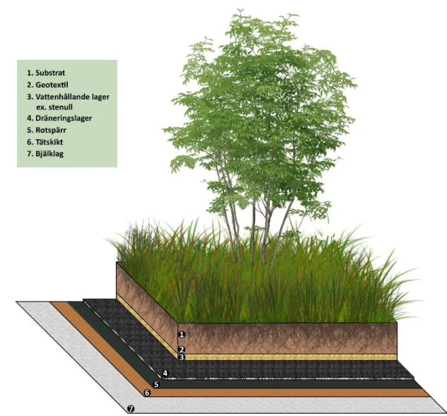 Figur 1. Exempel på hur ett grönt tak kan vara uppbyggd med olika lager. Illustration av Carl Sandsjö 