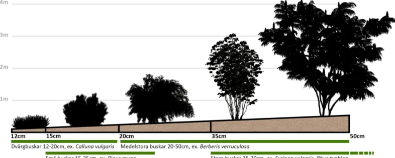 Figur 7. Samband mellan substratdjup och storleken på den vedartade vegetationen på tak