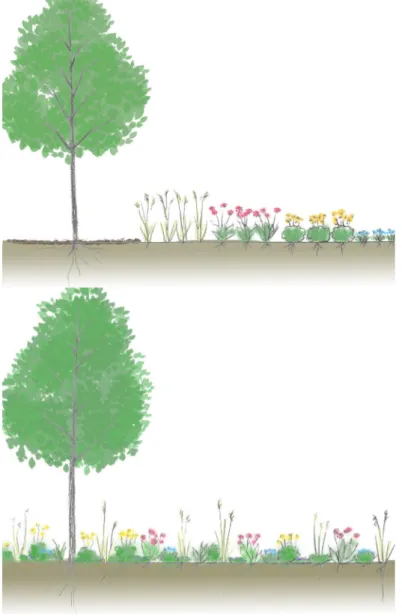 Figure 3. A traditional horticultural planting and a dynamic ecological  planting