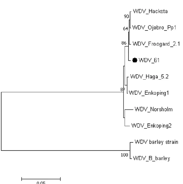 Figure 3: Phylogenetic analysis of 10 WDV isolates based on the alignment of 1162 nucleotides  covering LIR and parts of the repA and MP genes