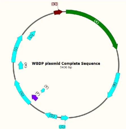 Figure 8: Sequence organization of the WBDP plasmid. The open reading frames (ORFs) are  shown  as  forward  and  reverse  arrows  in  the  DNA  line
