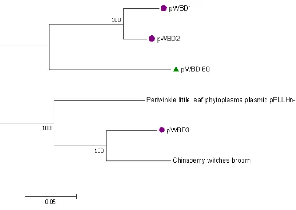 Figure 9: Phylogenetic analysis of 6 phytoplasmal plasmids based on the alignment of 1125  bp covering part of the replication-associated protein gene and non-coding DNA
