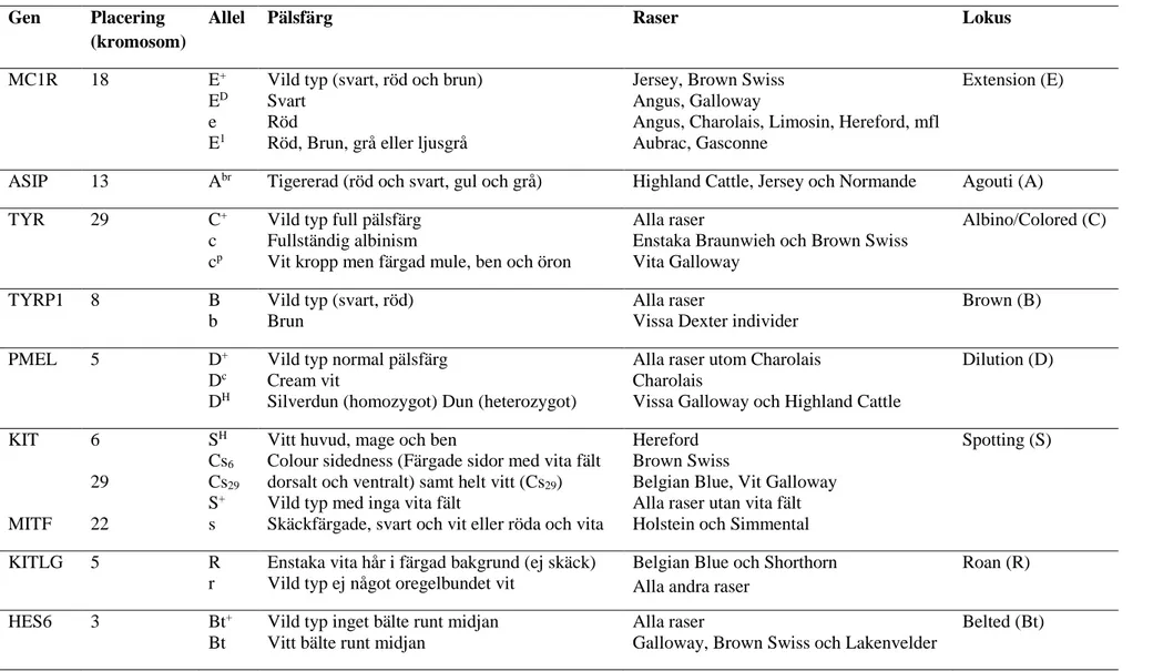 Tabell 1: Sammanfattning av olika pälsfärger och vilka gener som är orsaken till dessa samt i vilka raser de olika pälsfärgsfenotyperna förekommer 