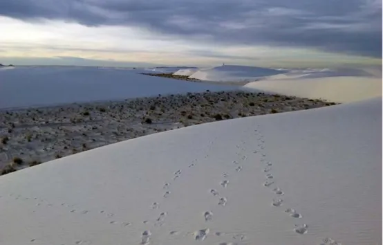 FIG. 2:   Bare gypsum sand dunes at White Sands National Monument, New Mexico, USA 