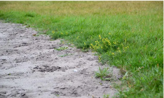 FIG. 10:  Disturbed grassland by horse-riding activities and the settlement of some flowering  species on the edge, Galium verum in the picture; Habo Ljung, Sweden (photo by the author,  24.08.2017)