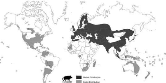 Figure 2. Distribution of S. scrofa. Native range marked in black and introduced range in grey