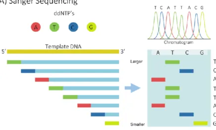 Figure 1. Examples of first and second generation sequencing technologies. A) Sanger  sequencing process overview