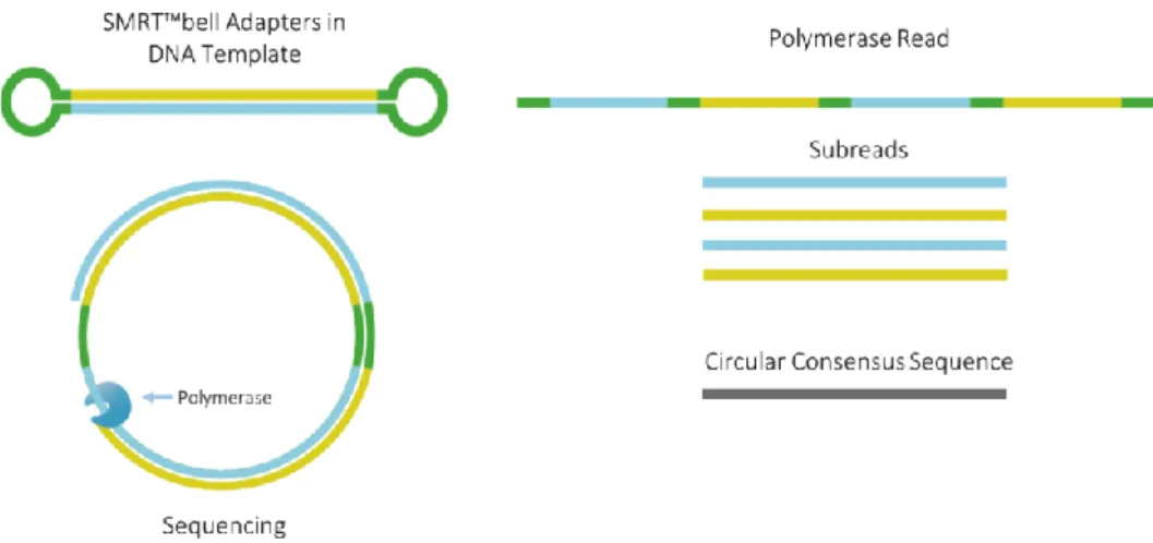 Figure 3. SMRTbell™ approach for increased accuracy. Hairpin adaptors (green) are attached to  both ends of the dsDNA fragment (blue and yellow) and create a circular molecule