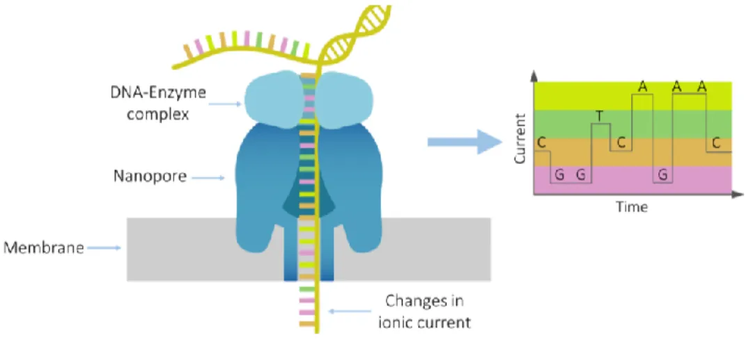 Figure 4. Oxford Nanopore technology overview. A strand of DNA passes through the pore while  an electric current is applied