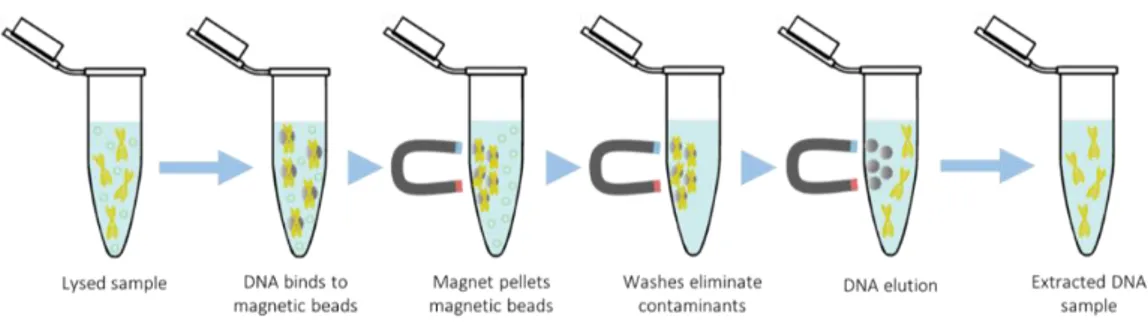 Figure 6. Magnetic beads DNA extraction process overview.