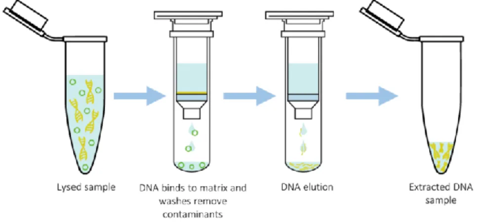 Figure 8. Spin column with silica matrix DNA extraction process overview. 