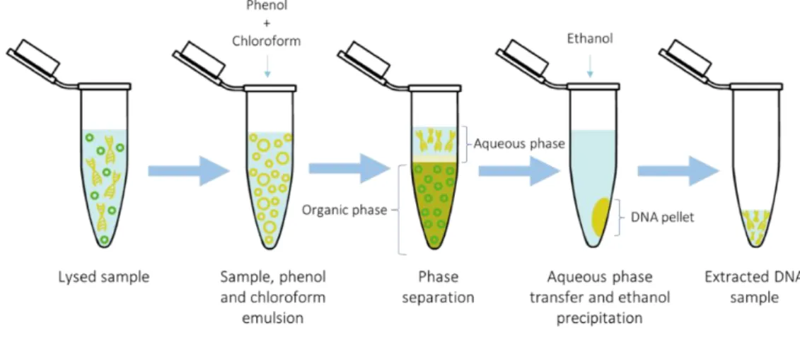 Figure 9. Phenol-Chloroform DNA extraction process overview. 