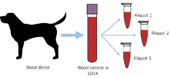 Figure 10. Blood sample processing workflow. Each blood sample was divided into several aliquots so  several extraction and sequencing tests could be made from the same individual