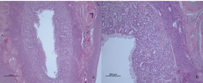 Figur 1. Histologiska snitt från en hundlivmoder i olika förstoring med hematoxylin och eosinfärgning