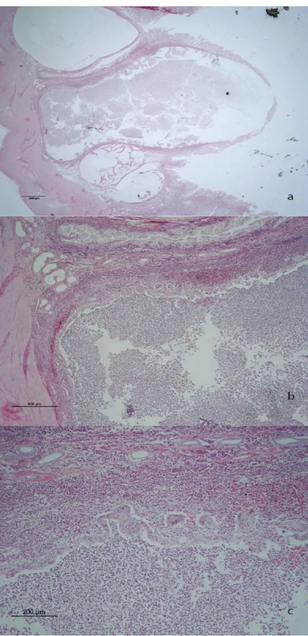 Figur 4. Histologiska snitt från livmodern hos en ovariohysterektomerad tik i olika förstoring med  hematoxylin och eosinfärgning