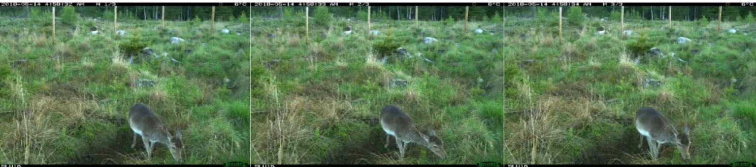Figure 2: Example of a trigger event from a camera on-site showing a female fallow 