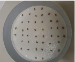 Figure  1.  Plate  with  wetted  seed  testing  paper  and  seeds  for  germination  test  (Photo:  Kerstin 