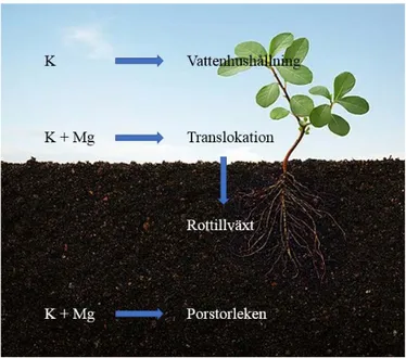 Figur  1. K och Mg förbättrar torktoleransen av grödorna genom  växten och marken. Källa, bild: Gartentipps.de  