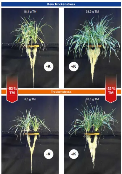 Figur 2. Stresstest med korn: Ingen torkstress (översta två bilderna) med och  utan en extra kaliumgödsling