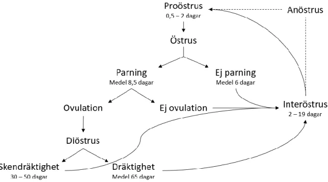 Figur 1: Flödesschema över kattens östralcykel. Baserad på uppgifter i Feldman &amp; Nelson (2004) 