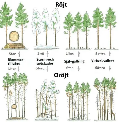 Figur 5. Röjningens huvudsakliga effekter på träd- och beståndsnivå. Forshed, Nils [ 2017 ] 