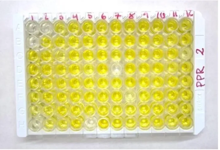 Figure 3. Ab-ELISA results on PPR. The positive controls are in wells A1 and B1. This plate displays 4 