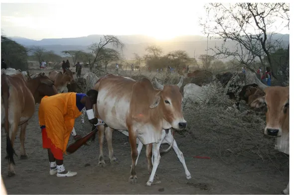 Figur 2-Massajkvinna i Kenya mjölkar sin ko. Foto: Amelia Åkesson
