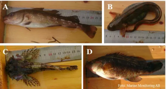 Figur 8. Några av de fiskarter som fångades med ryssja. A) Torsk (Gadus morhua). B)  Tånglake (Zoarces viviparus)