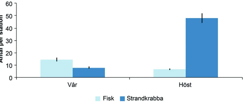 Figur 22. Antal strandkrabba fångad på Lillgrund vid provfisken med ryssjor under vår (maj)  och höst (oktober) 2010, angivet som medelantal per station