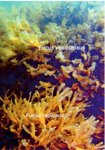 Figur 4. Smaltång (Fucus radicans) lever bara i Östersjöns inre områden med låg salthalt
