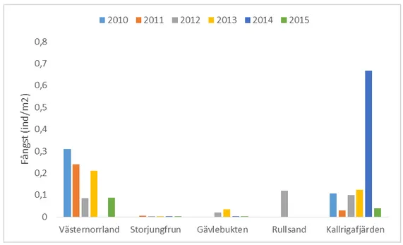 Figur 9. Medelfångst av sikyngel per notdrag och kvadratmeter. 