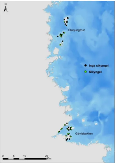 Figur 6. Förekomst av sikyngel i provfiske med not. Gröna punkter indikerar platser där yngel påträf- påträf-fats minst en gång i provfisken 2011-2015