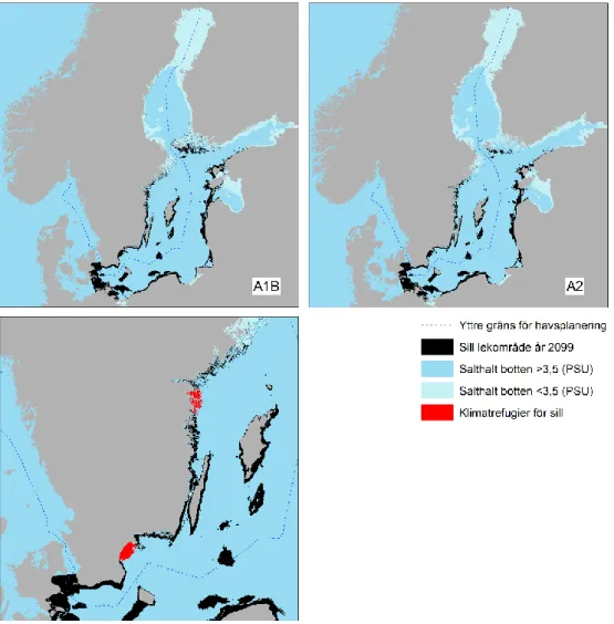 Figur 4. De övre kartorna visar sillens potentiella kustnära lekområden för scenario  A1B och A2