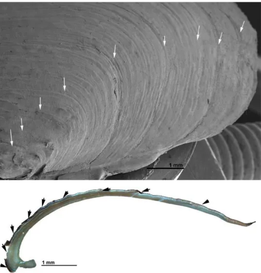 Figur 7. En 10-årig mussla från Maljan avbildad i svepelektronmikroskop. Vita pilar indikerar 
