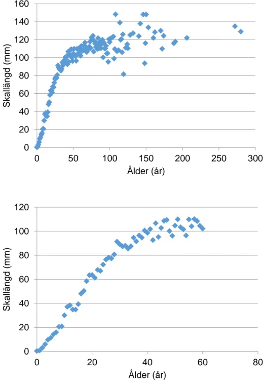 Figur 8. Sambandet mellan skallängd och ålder för baserat på 1 189 flodpärlmusslor från 