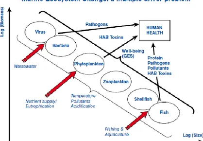 Figur 3. Schematisk bild över marina aktiviteter (drivkrafter) som tillsammans bidrar till de 