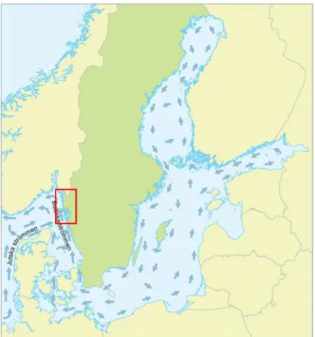 Figure 2.1. Average surface currents in the Baltic Sea and North Sea. The coast of the province  of Bohuslän is marked with a red square