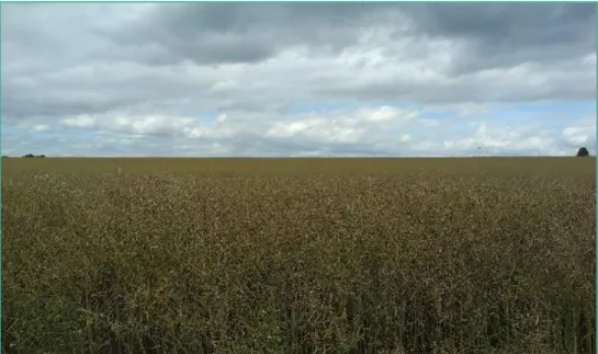 Figure 3. Agricultural landscape, Ven, southern Sweden.  