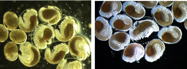 Fig. 10 Missbildade och outvecklade embryon tv samt ett membranskadat (äggmembranet har skadats och vatten  har läckt in) embryo th på station TH i Hanöbukten