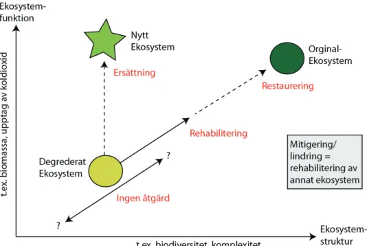 Figur 2.1. Grafen illustrerar ekosystemstruktur och funktion hos ett degraderat (skadat) eko- eko-system och innebörden bakom olika typer av förbättrande åtgärder som kan tillämpas på det  skadade ekosystem (bilden bygger på en illustration från Bradshaw (