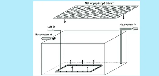 Figur B. Konstruktion av vattentankar för optimal förvaring av blomskott   som förses med genomströmmande havsvatten och luftbubbling.