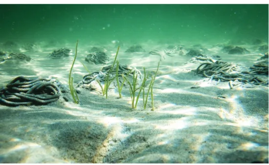 Figur B1.4. Fröskott. Unga fröskott av ålgräs på 1.5 m djup under maj månad från frön som  såtts under hösten