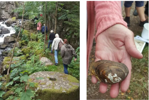 Figur 12. Vattendragsvandring längs Mölndalsån (till vänster). Vanlig dammussla (till höger)