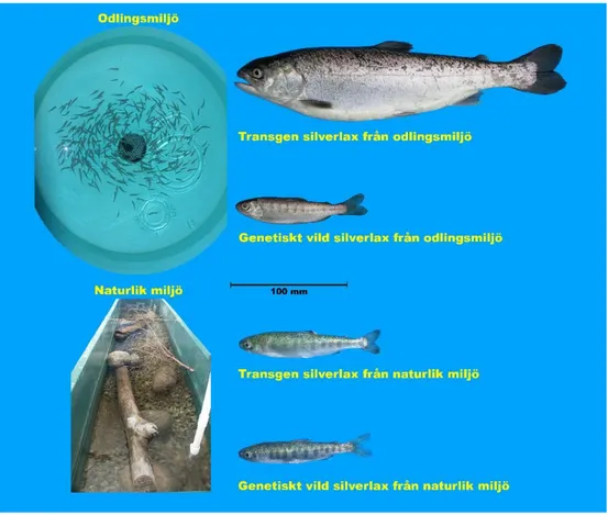 Figur 3. Betydelsen av uppväxtmiljön på effekterna av transgenen hos silverlax. Notera hur transgen  fisk växer sig stor i odlingsmiljön (översta fisken) men liknar en vildfisk om den växer upp i en mer  naturlik miljö (andra fisken nerifrån)