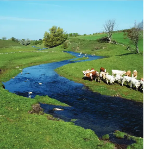 Figur 1. Tommarpsån, Skåne, där betesbruk och vattendrag med höga naturvärden samsas.  Foto