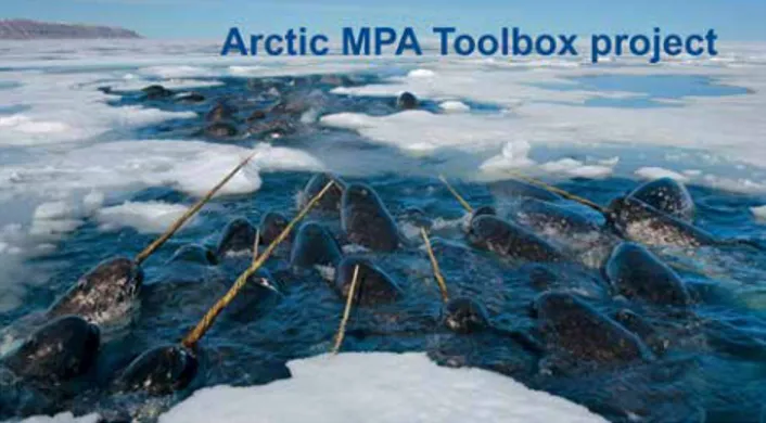 Figure 5: The Arctic MPA Toolbox project is working towards a representative and connected  marine protected area network in the Arctic