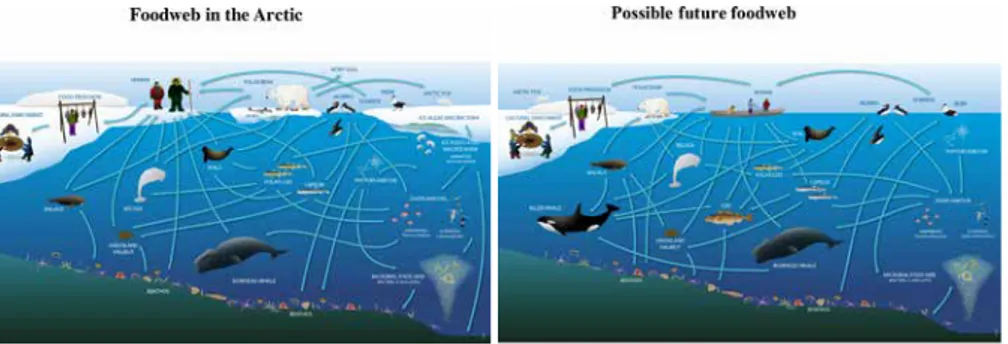 Figure 10: Foodwebs in the Arctic – now and in the future. Images © CAFF (2017) adapted  from Darnis et al 2012 and Inuit Circumpolar Council – Alaska (2015).