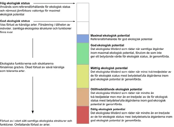 Figur 2 Relationen mellan ekologisk status och olika klasser av ekologisk potential 