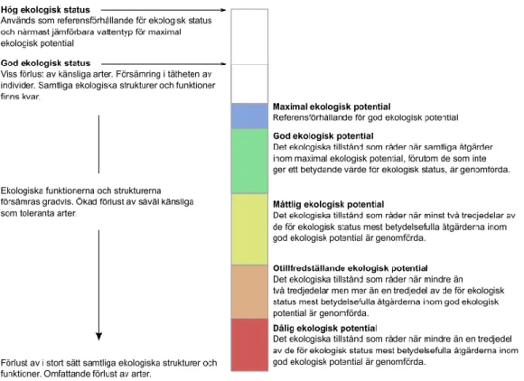 Figur 2 Relationen mellan ekologisk status och olika klasser av ekologisk potential 